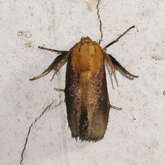 Euprosterna sapucaya