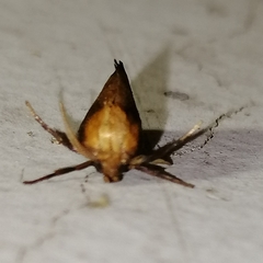 Euprosterna sapucaya