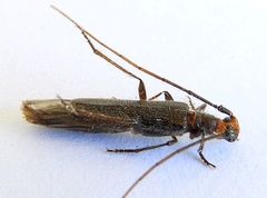 Styloxus bicolor
