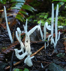Clavaria falcata