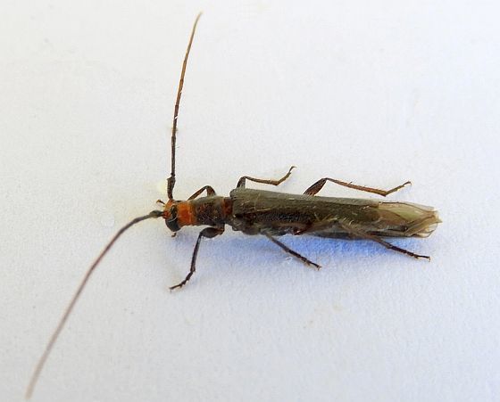 Red-necked Juniper Borer
