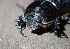 Semanopterus solidus