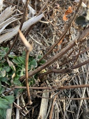 Epilobium glandulosum