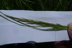 Rytidosperma longifolium