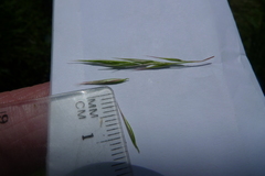 Rytidosperma longifolium