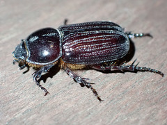 Semanopterus solidus