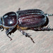 Semanopterus solidus - Photo (c) nhaass, algunos derechos reservados (CC BY-NC)
