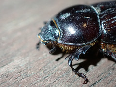 Semanopterus solidus