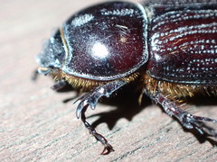 Semanopterus solidus