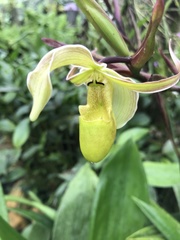 Phragmipedium longifolium