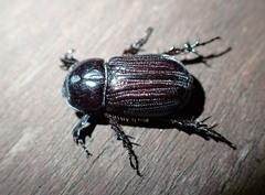 Semanopterus solidus