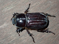 Semanopterus solidus