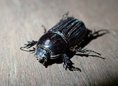 Semanopterus solidus