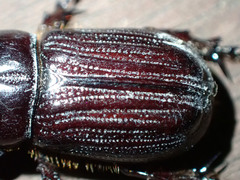 Semanopterus solidus