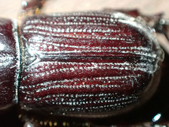 Semanopterus solidus