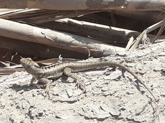 Microlophus occipitalis