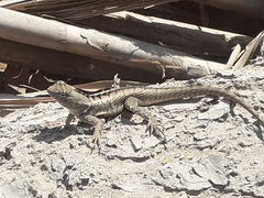 Microlophus occipitalis