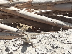 Microlophus occipitalis