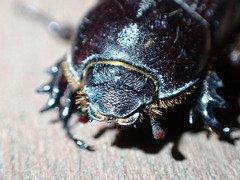 Semanopterus solidus