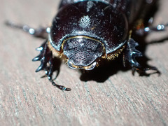 Semanopterus solidus