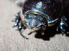 Semanopterus solidus