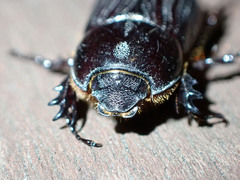 Semanopterus solidus