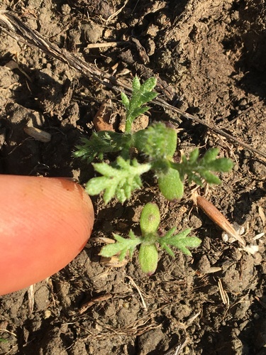 Yarrow seedling