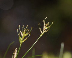 Carex austrotenella