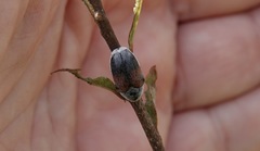 Megalostomis dimidiata