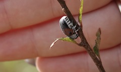 Megalostomis dimidiata
