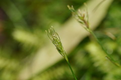 Carex austrotenella