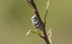 Megalostomis dimidiata