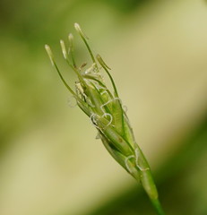 Carex austrotenella