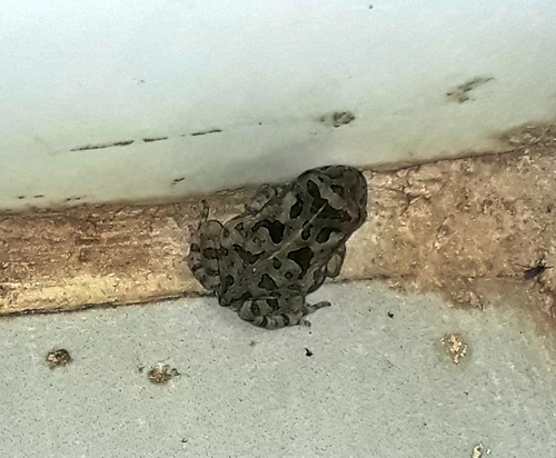 Cururu Toad