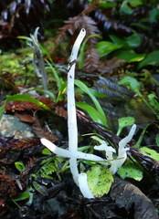 Clavaria falcata