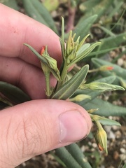 Talinum aurantiacum
