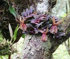 Epidendrum schlechterianum image