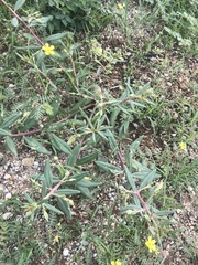 Talinum aurantiacum