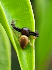 Xysticus bimaculatus