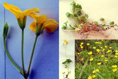 Oxalis colorea