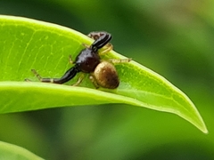 Xysticus bimaculatus