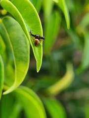 Xysticus bimaculatus