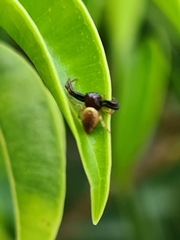 Xysticus bimaculatus