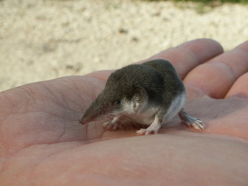Bicoloured Shrew