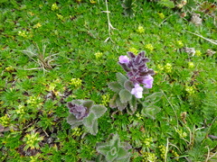 Stachys elliptica