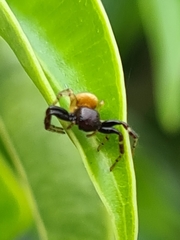 Xysticus bimaculatus