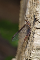 Ichthybotus hudsoni