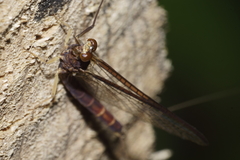 Ichthybotus hudsoni