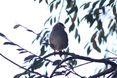 Zonotrichia leucophrys