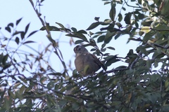 Zonotrichia leucophrys
